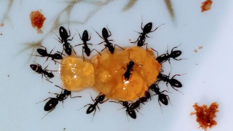 طرق مكافحة النمل في المنزل