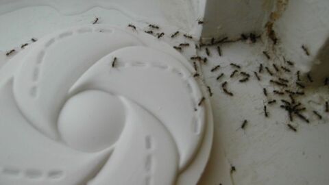 طرق التخلص من النمل في المنزل