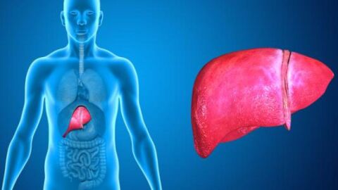 طرق المحافظة على صحة الكبد