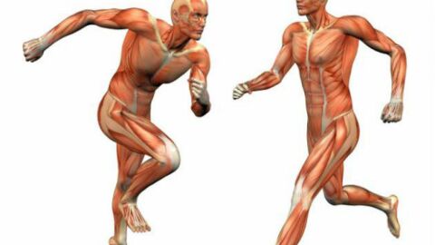 طرق وقاية الجهاز العضلي