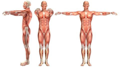 أجزاء الجهاز العضلي
