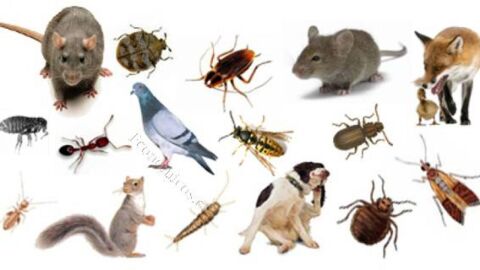 مكافحة الحشرات والآفات دون استخدام المواد الكيميائية