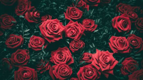 عبارات عن الورد الأحمر