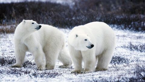صفات الدب القطبي