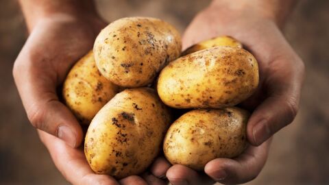 فوائد البطاطا لكمال الأجسام