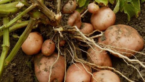 طريقة زراعة البطاطس