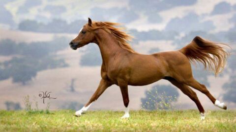 الخيول العربية الأصيلة