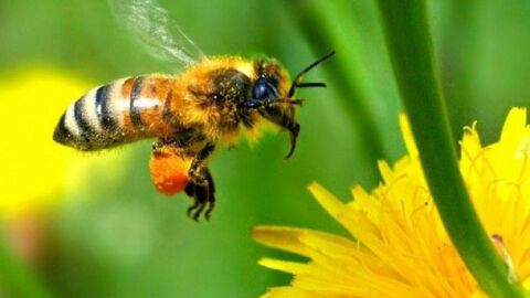 تقرير عن النحل