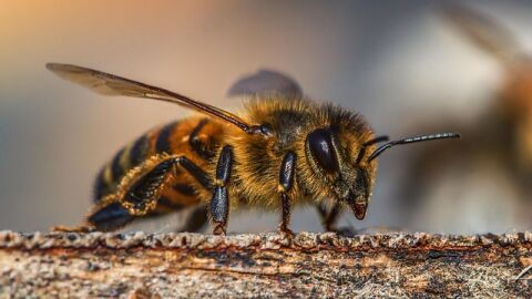 بحث حول النحل