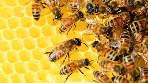 بحث عن تربية النحل