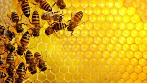 بحث عن النحل وفوائده