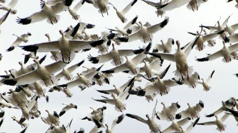 بحث حول هجرة الطيور