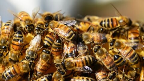 بحث عن كيفية تربية النحل