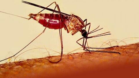 بحث عن مرض الملاريا