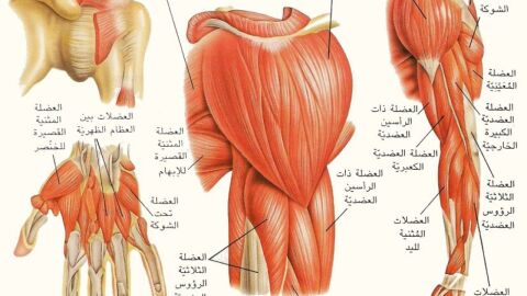بحث حول حركة العضلات
