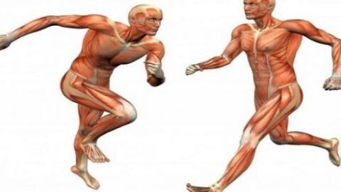 بحث حول العضلات