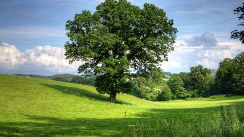 بحث عن أهمية الشجرة