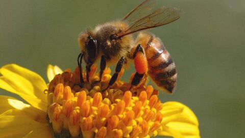 موضوع بحث عن النحل