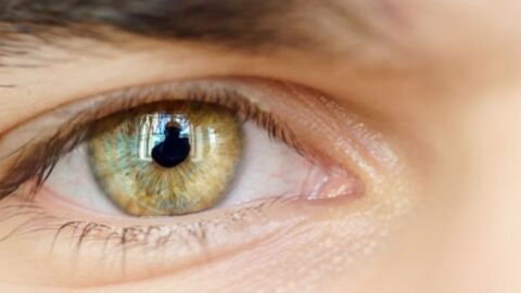 طبقات شبكية العين