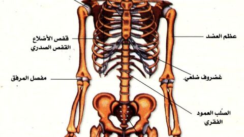 مقال علمي عن الجهاز العظمي