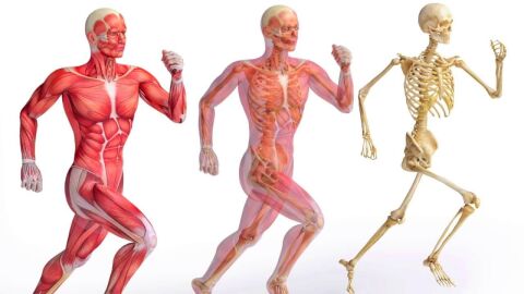 مقال علمي عن الجهاز العضلي