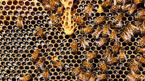 بحث عن حياة النحل