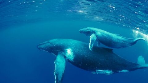 بحث عن غرائب الحيتان