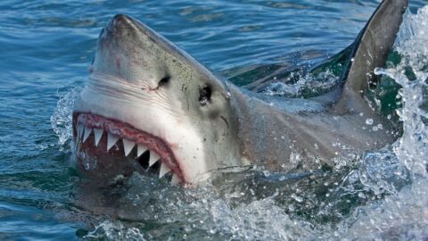عدد أسنان القرش