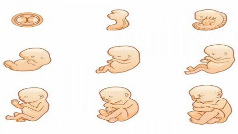 مراحل تطور نمو الجنين