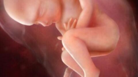 مراحل تطور الجنين في الشهر الخامس