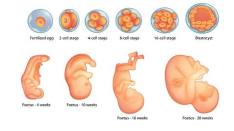 مراحل تطور الجنين في بطن الأم