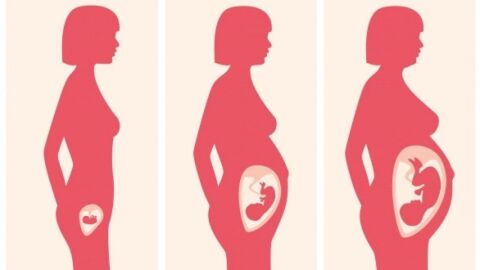 مراحل تطور الجنين في رحم الأم