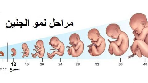 مراحل تطور الجنين بعد الترجيع