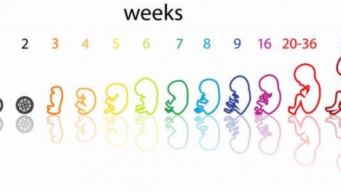 مراحل تكون الجنين من الإخصاب حتى الولادة