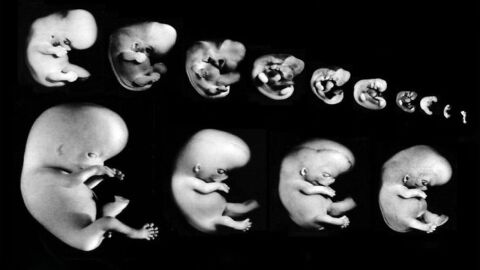 مراحل تطور الجنين من أول أسبوع إلى آخر أسبوع
