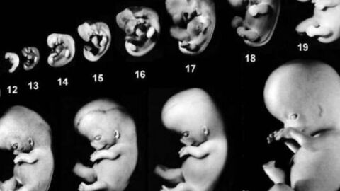 مراحل نمو الجنين في بطن أمه بالأسابيع