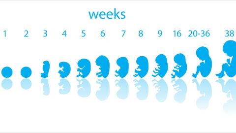 مراحل نمو الجنين بالأشهر