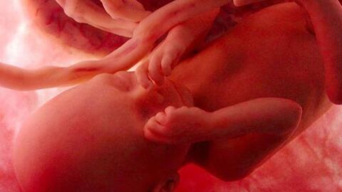 مراحل نمو الجنين بالشهر الثالث