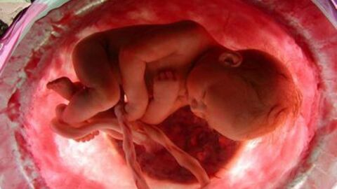 مراحل نمو الجنين في رحم الأم
