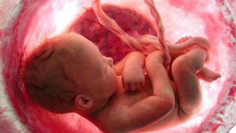 مراحل نمو الجنين في الرحم