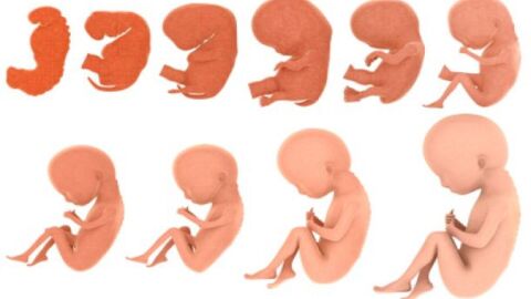مراحل تطور الجنين شهر بشهر