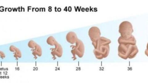 مراحل نمو الجنين شهرياً
