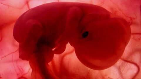 مراحل تكوين الجنين في الشهر الثاني