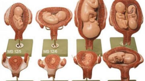 مراحل تكوين الجنين أسبوعياً