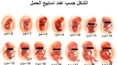 مراحل نمو الجنين في بطن أمه بالأشهر