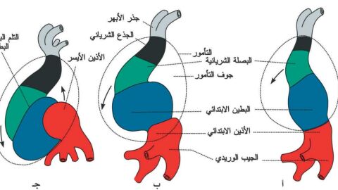 مراحل الدورة القلبية