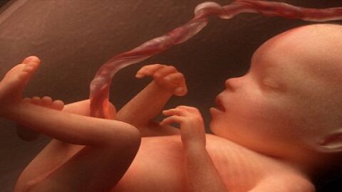 مراحل الجنين في بطن أمه