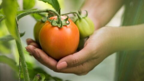 مراحل نمو الطماطم