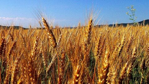 مراحل زراعة القمح