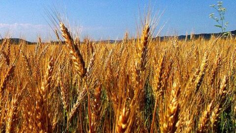 مراحل نمو بذرة القمح